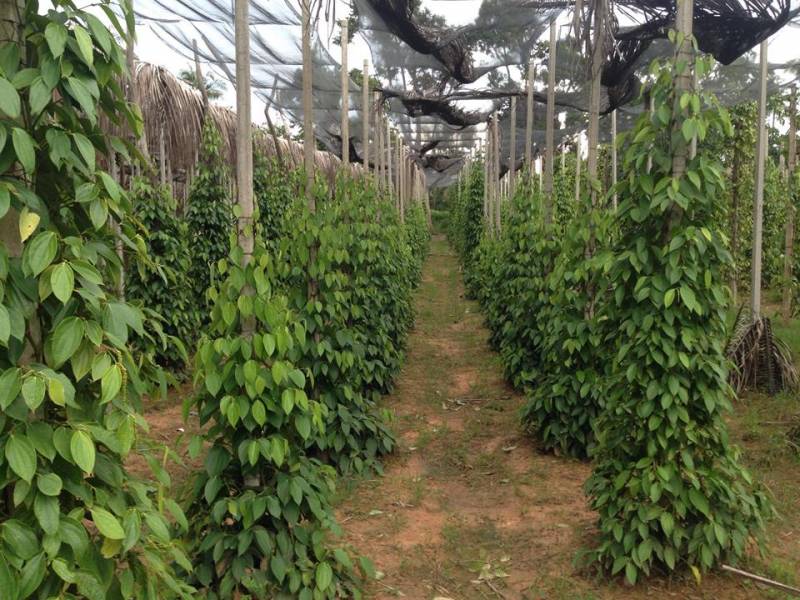 Nghề Trồng Tiêu Ở Phú Quốc
